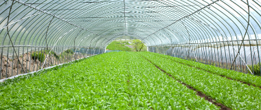 ICT農業ビジネス